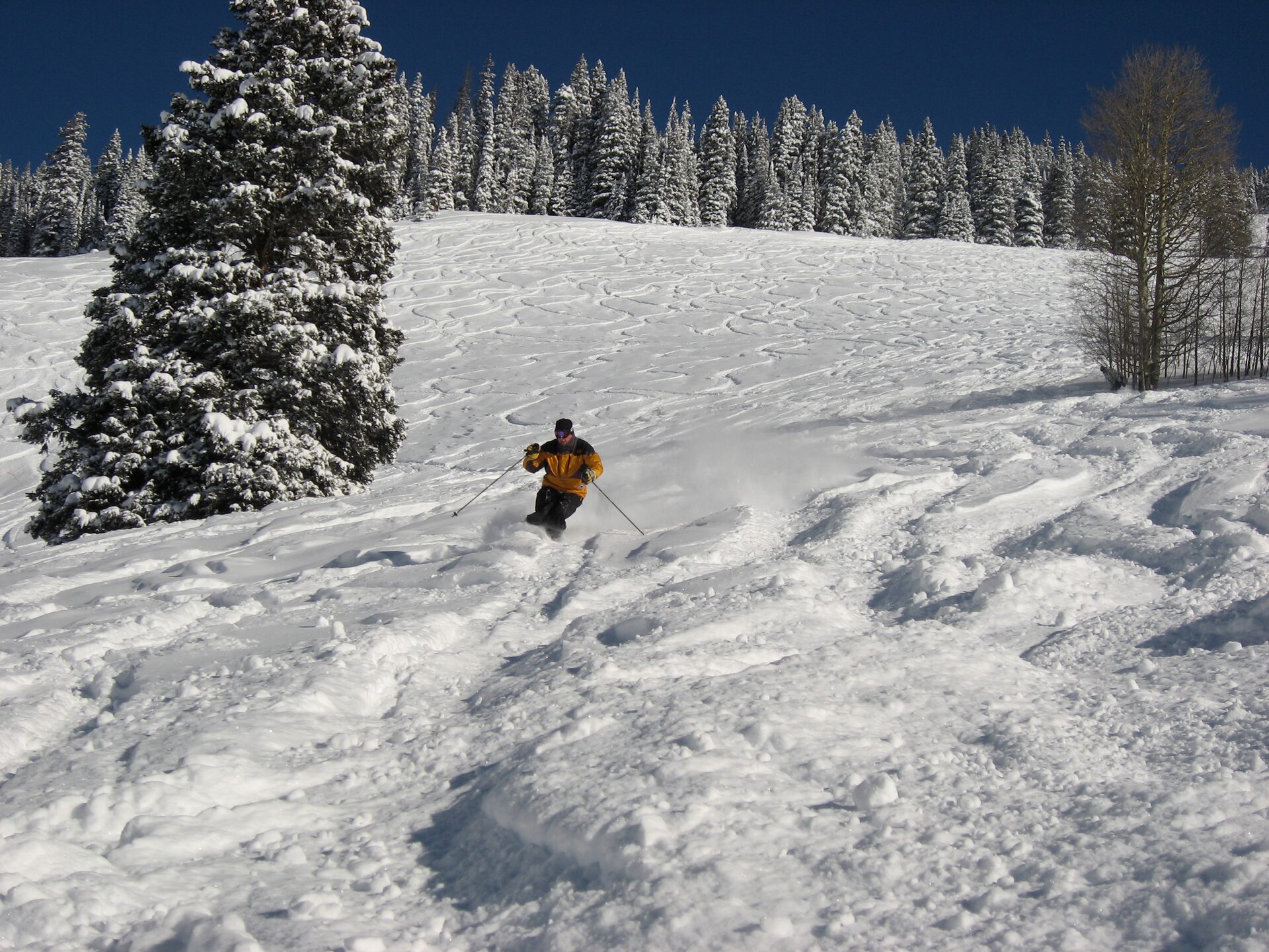 A skier in a yellow jacket carving through fresh powder on Vail Mountain, with snow-covered spruce trees beside the run