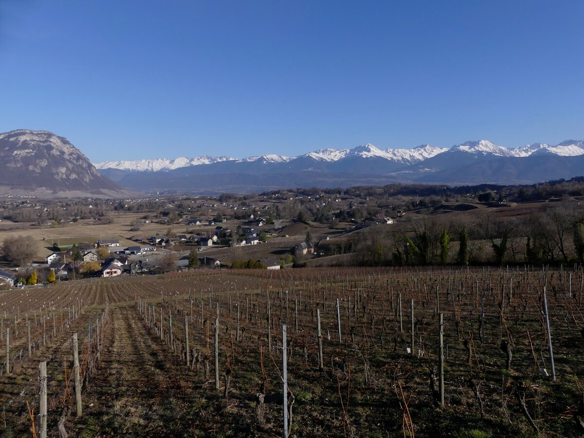 Winter vines of the Apremont vineyard in Savoie, with the snowy Belledonne range on the horizon