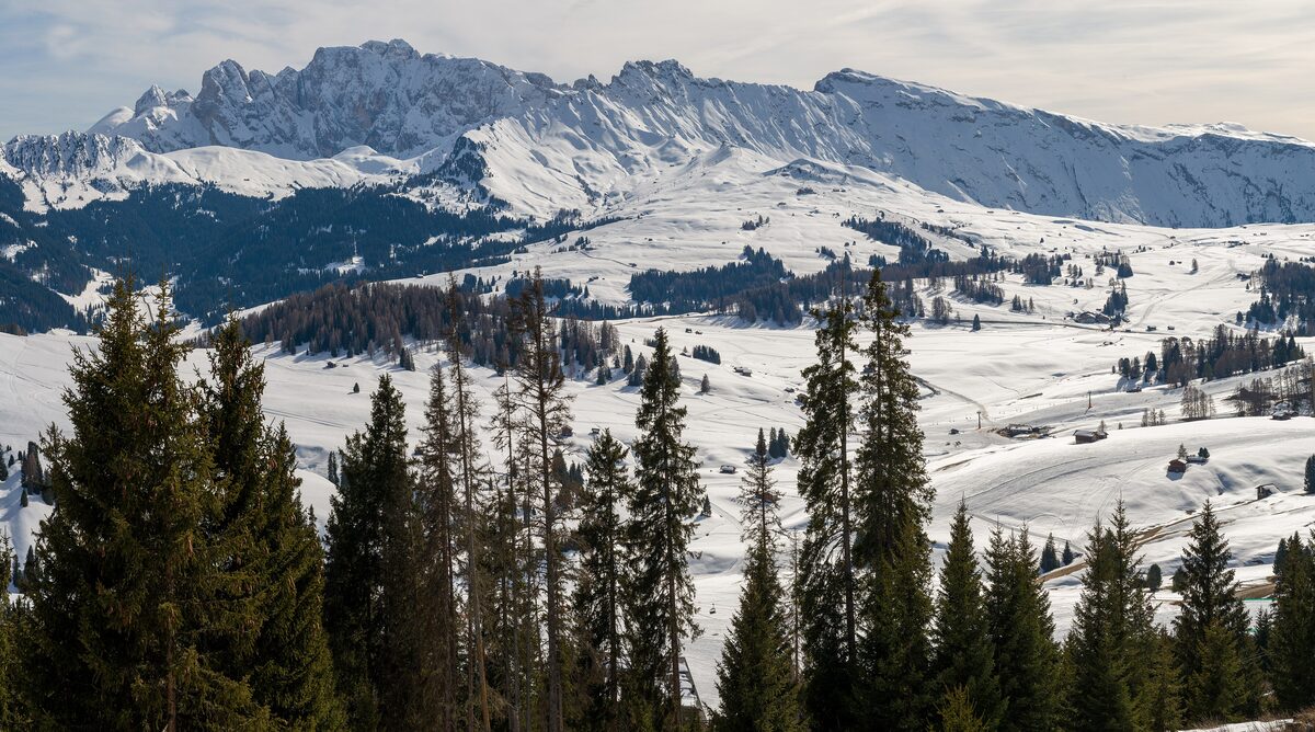 Alpe di Siusi under snow, with pine trees in the foreground and the rocky peaks of the Dolomites behind
