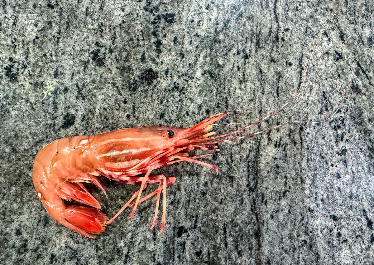 A single whole spot prawn with its white-striped red shell and long antennae on a grey stone surface