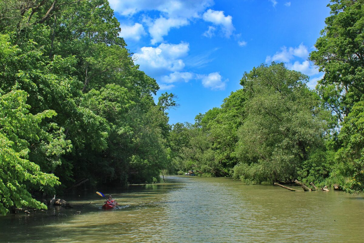 A kayaker paddling down the Kamchia river between dense green walls of longoz forest under a blue summer sky.
