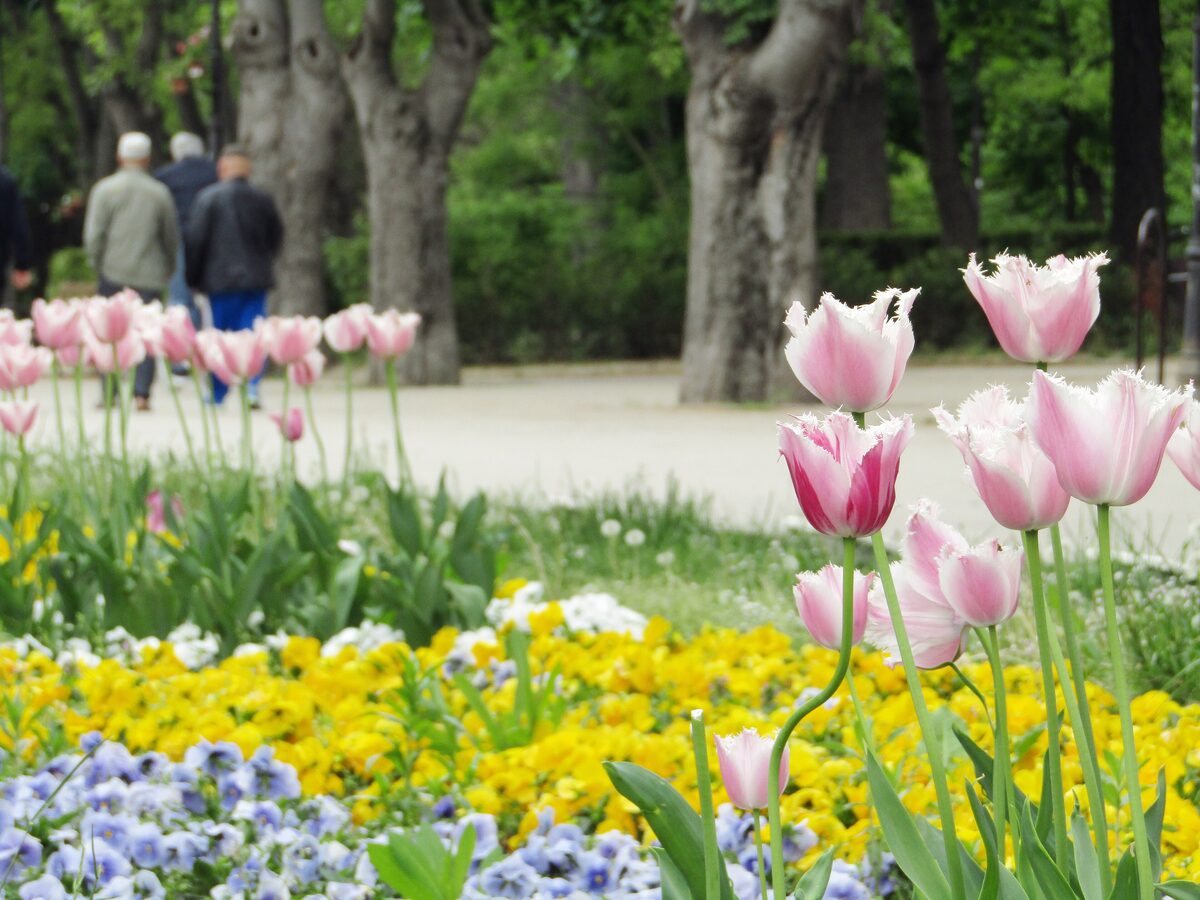 Pink tulips and yellow pansies in a flowerbed beside a shaded alley of old trees in the Sea Garden.