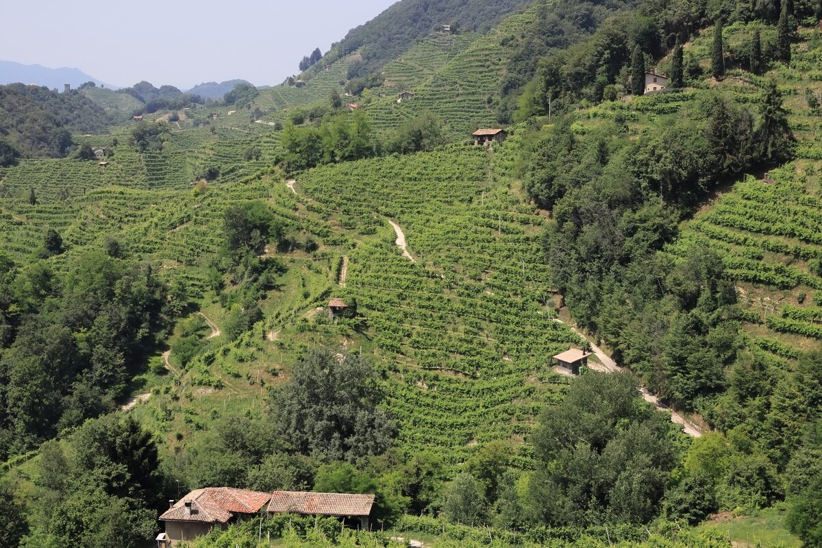 Steep green hills covered in terraced vineyards and woods in the Prosecco area, with small farm buildings