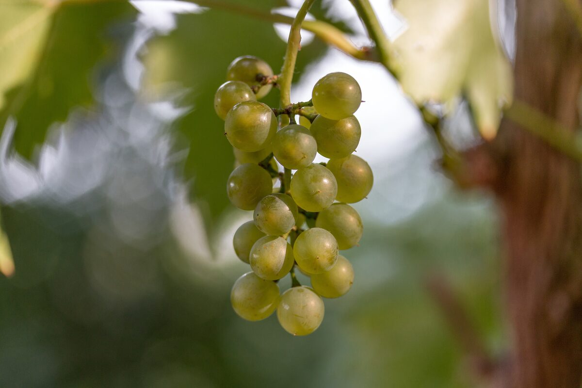 A bunch of green Chasselas grapes on the vine, the grape behind Fendant