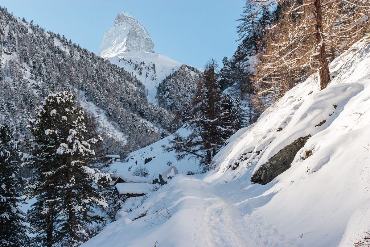 A snowy path through larch and pine trees with the Matterhorn rising ahead against a blue sky