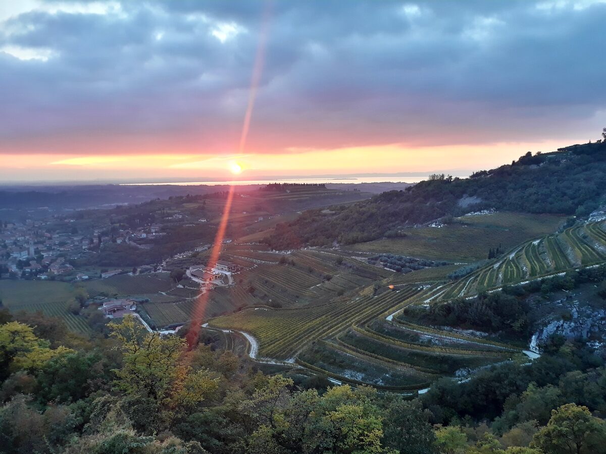 Terraced Valpolicella vineyards at sunset, with Lake Garda in the distance
