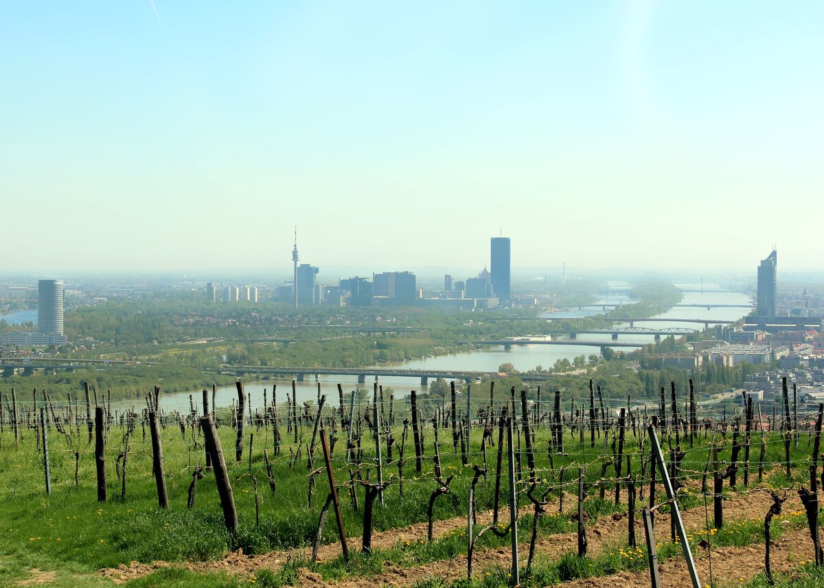 Vineyards on the hills at the edge of Vienna, with the Danube, its bridges and the towers of the city beyond