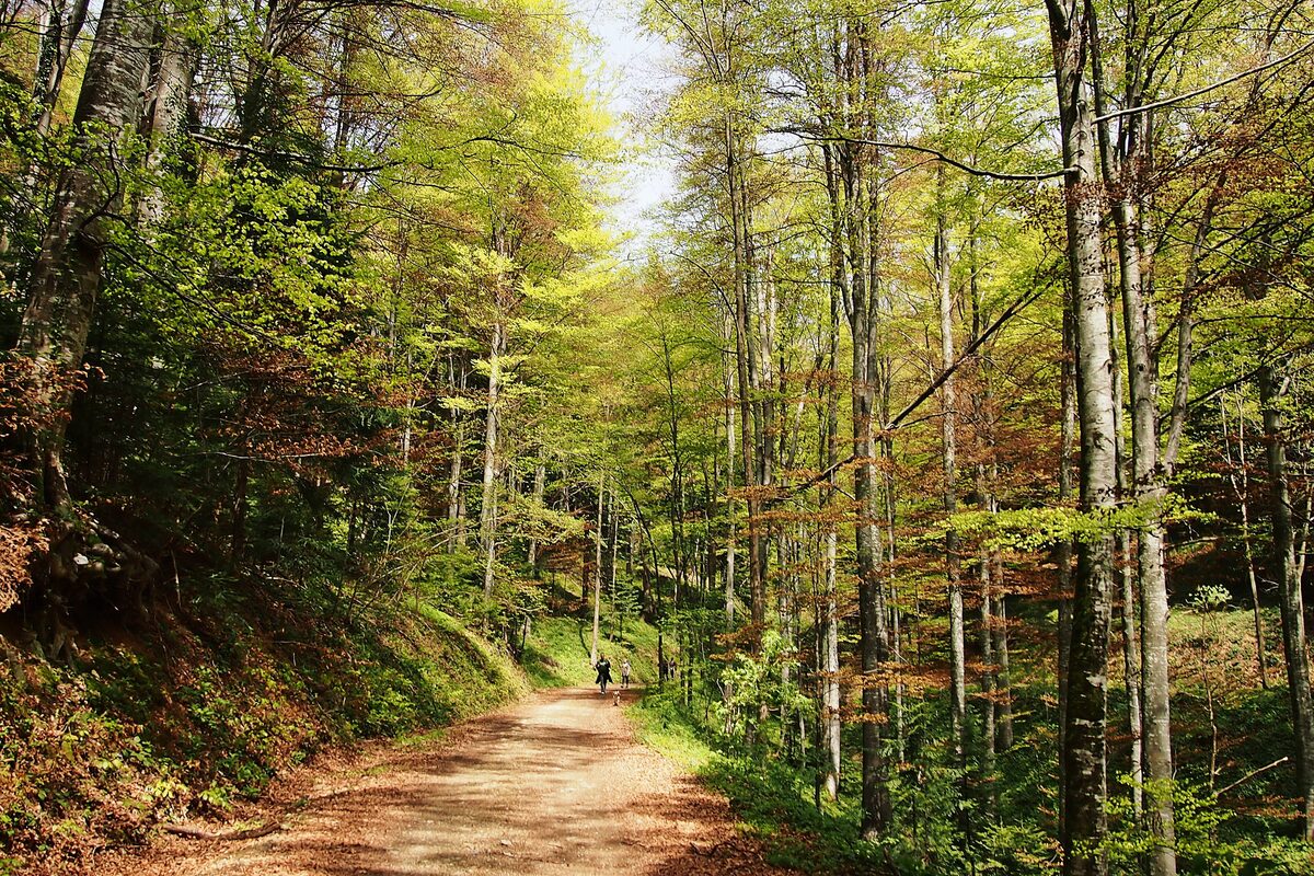 A dirt forest road on Goč running through tall beech trees in fresh spring green, with two walkers far down the path.