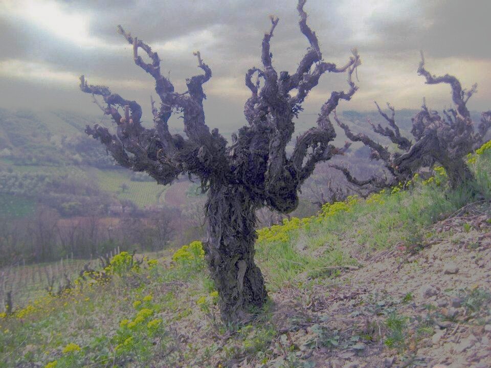 Gnarled century-old Prokupac vines on a hillside vineyard near Aleksandrovac in Župa, with rows of vines in the valley below under a grey spring sky.