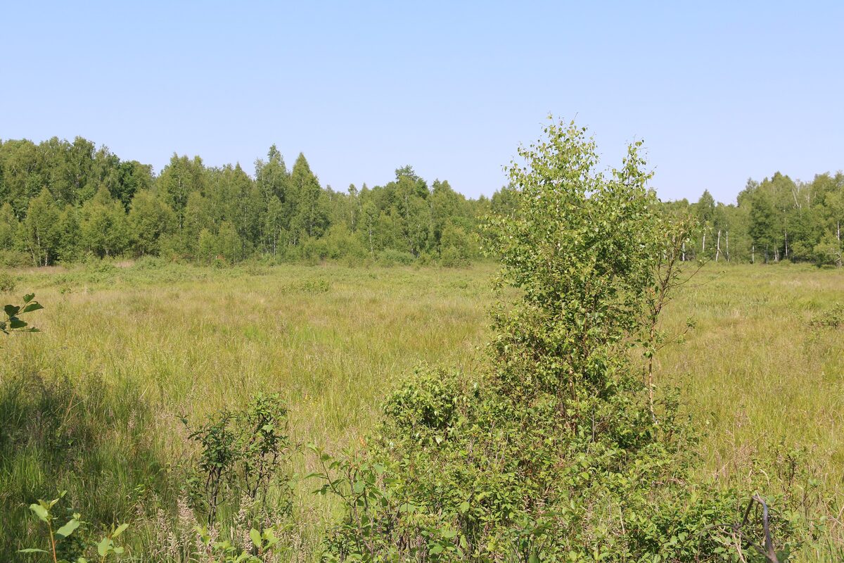 Meadow and young trees at the edge of the forest in Kampinos National Park