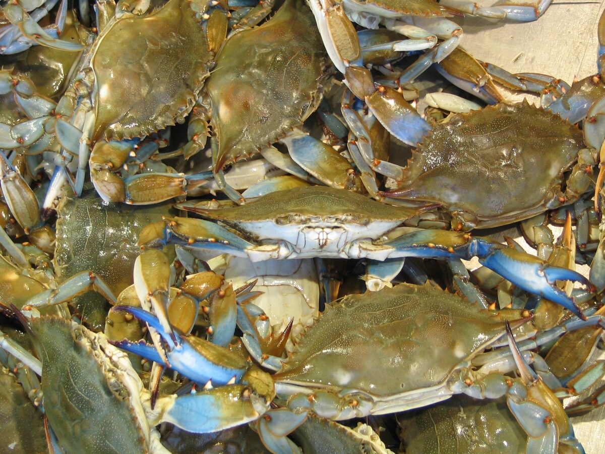Live blue crabs piled together at a Washington fish market