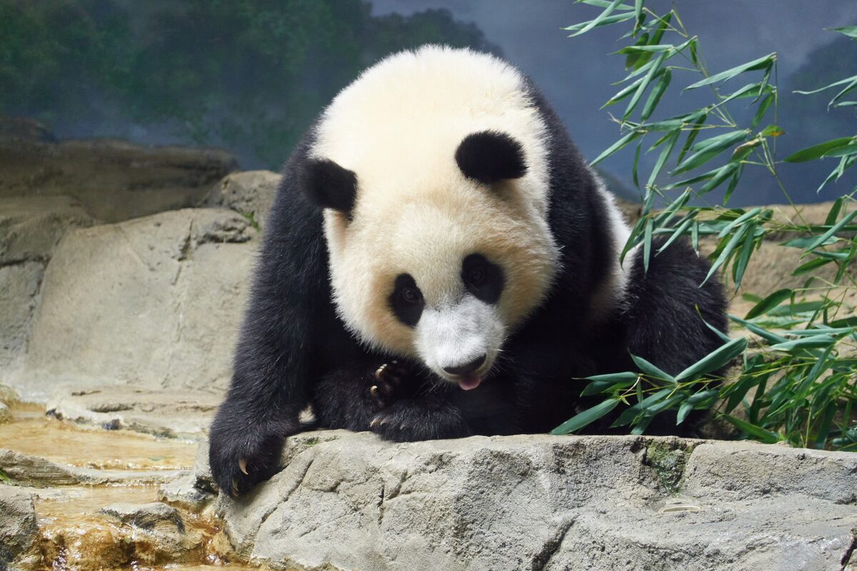 A giant panda leaning over a rock at the National Zoo