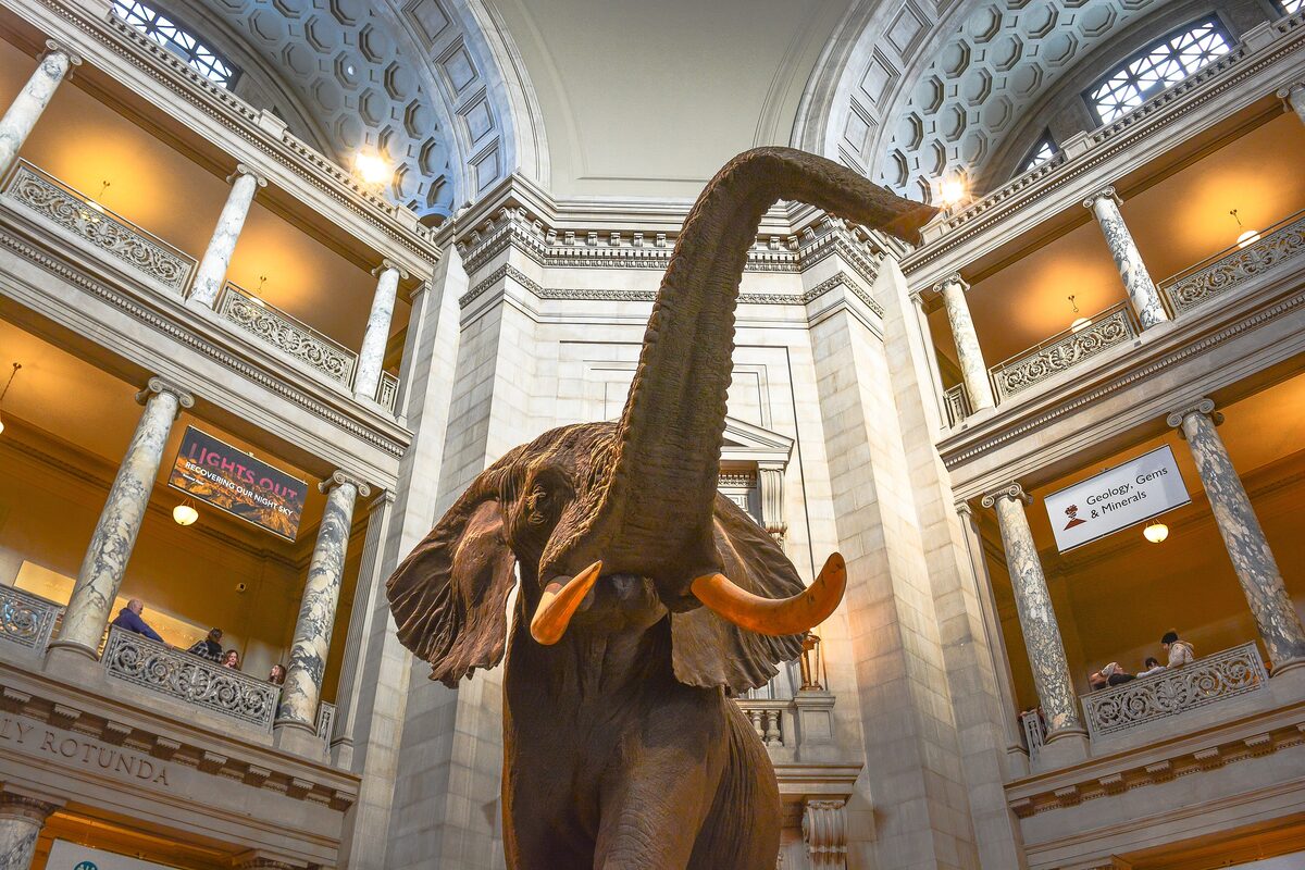 The African elephant under the rotunda of the Natural History Museum