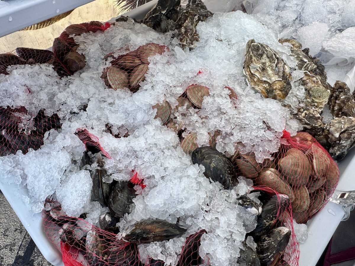 Oysters, clams and mussels piled on crushed ice at a seafood stall (location not identified)