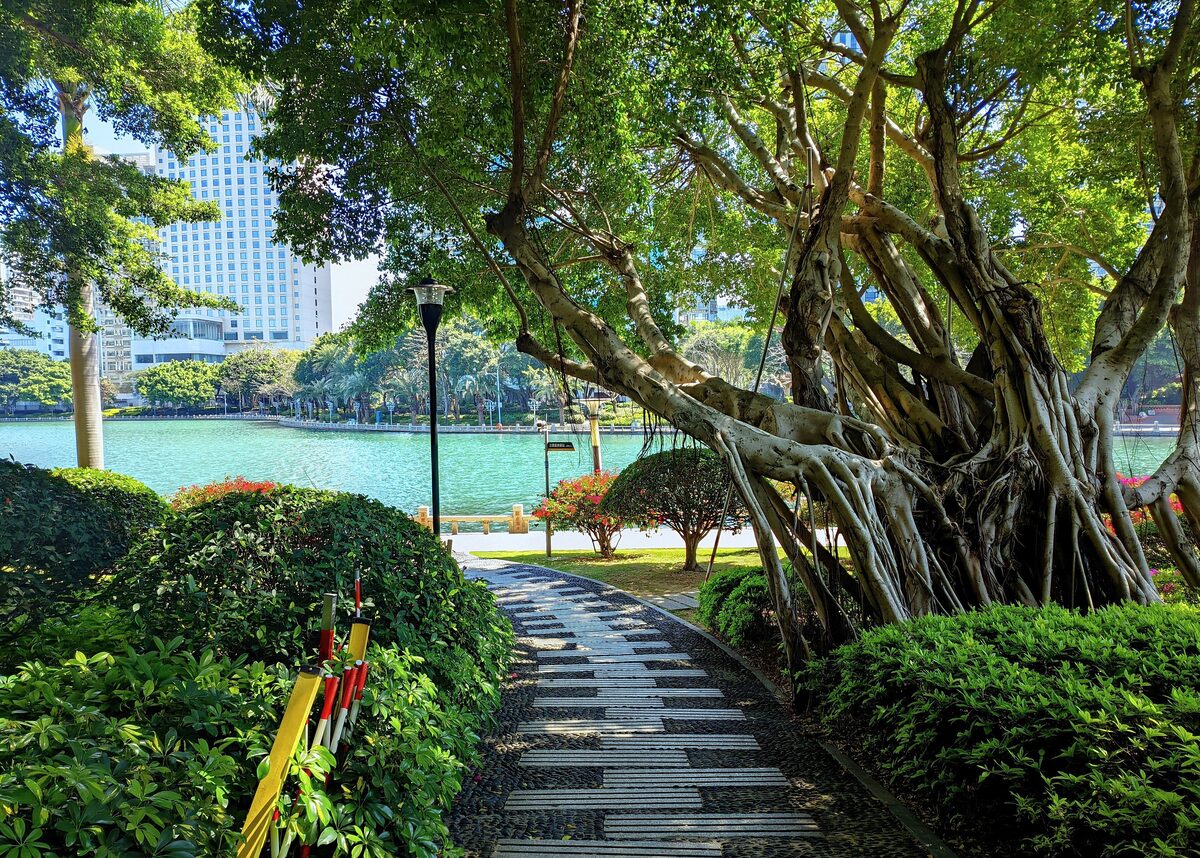 A path under banyan trees in Bailuzhou Park beside Yundang Lake, with towers across the water