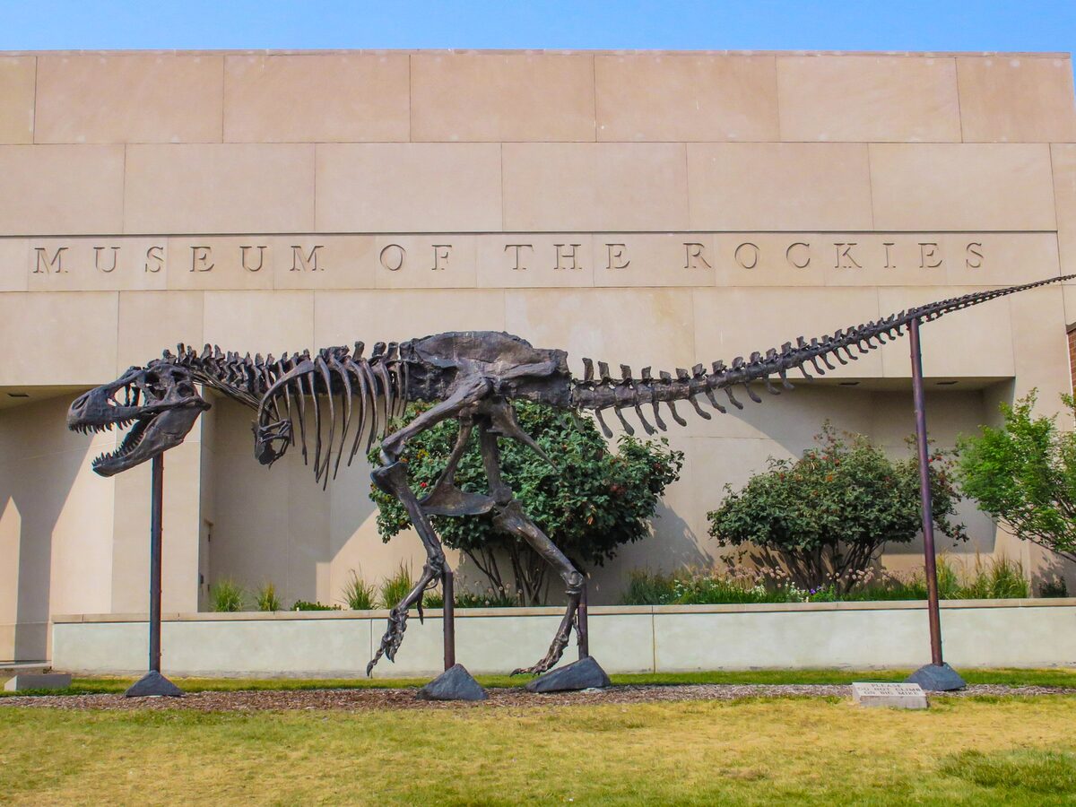A tyrannosaur skeleton outside the Museum of the Rockies