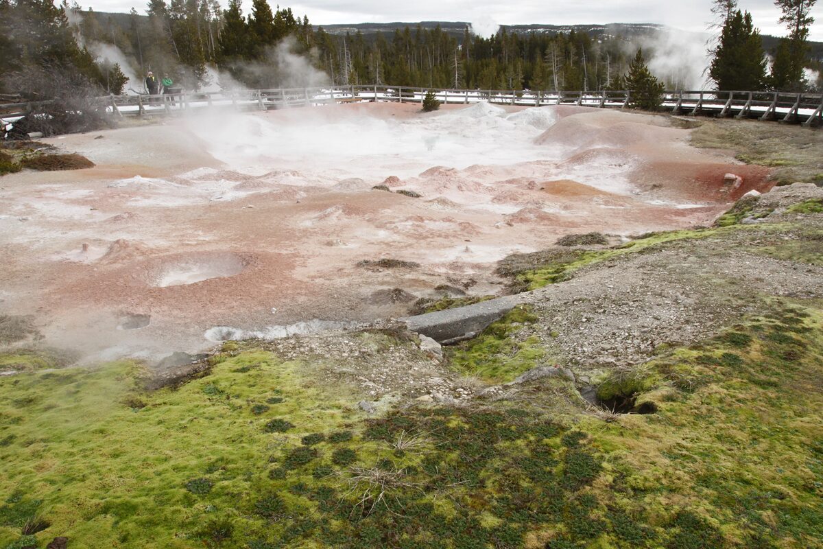 Fountain Paint Pot's pink mud and steam beside a boardwalk