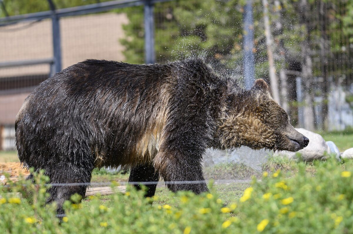 A wet grizzly bear shaking off water among yellow wildflowers