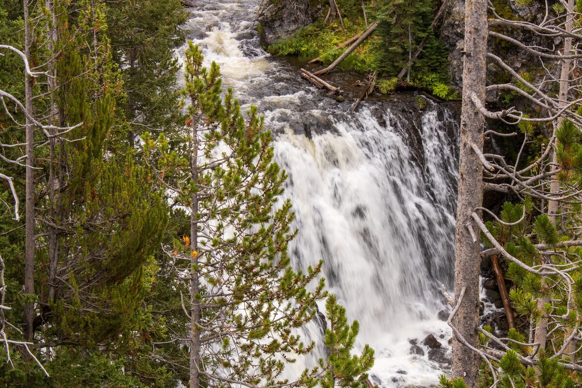 Kepler Cascades pouring down a rock ledge between pine trunks