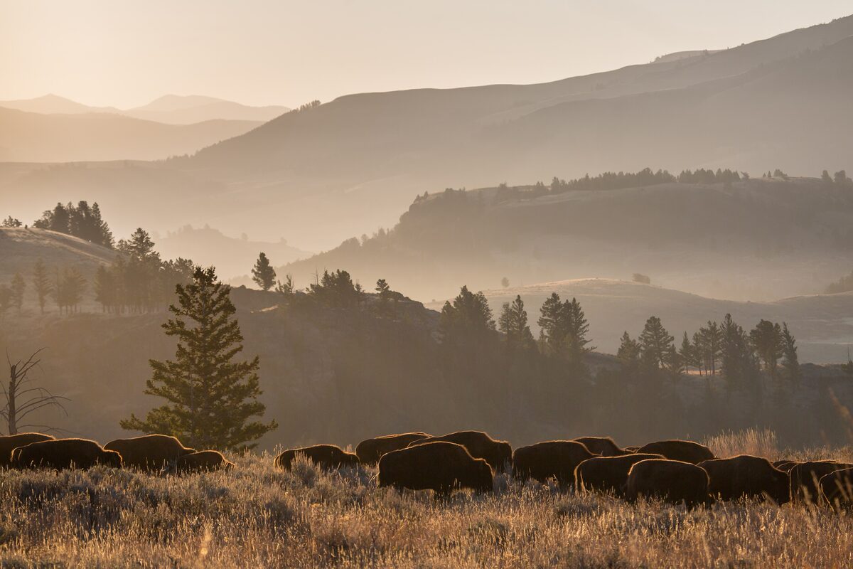 A bison herd grazing in the hazy hills of Lamar Valley