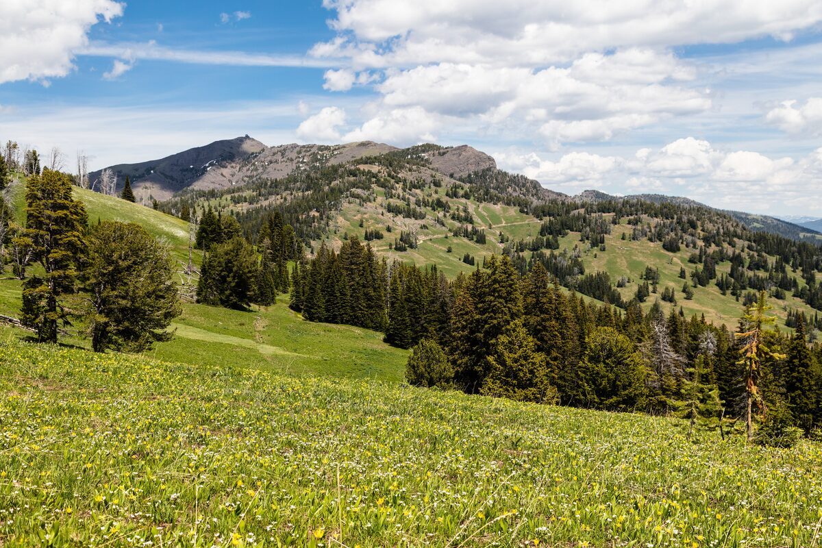 Wildflower slopes rising to the summit ridge of Mount Washburn