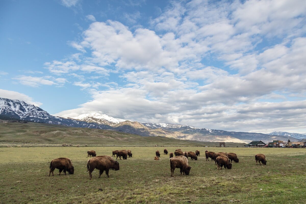 Bison grazing a meadow by Gardiner with snowy peaks behind