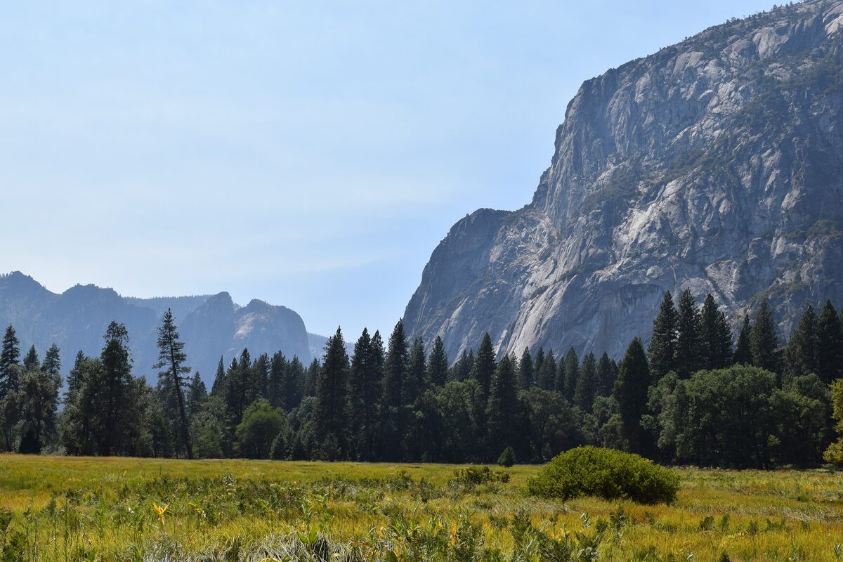 Golden Cook's Meadow grass below a granite wall in Yosemite Valley