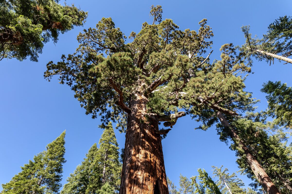 Looking up at the crown of the Grizzly Giant sequoia