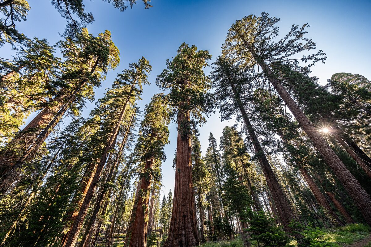 Giant sequoias towering overhead in Mariposa Grove, sun through the branches
