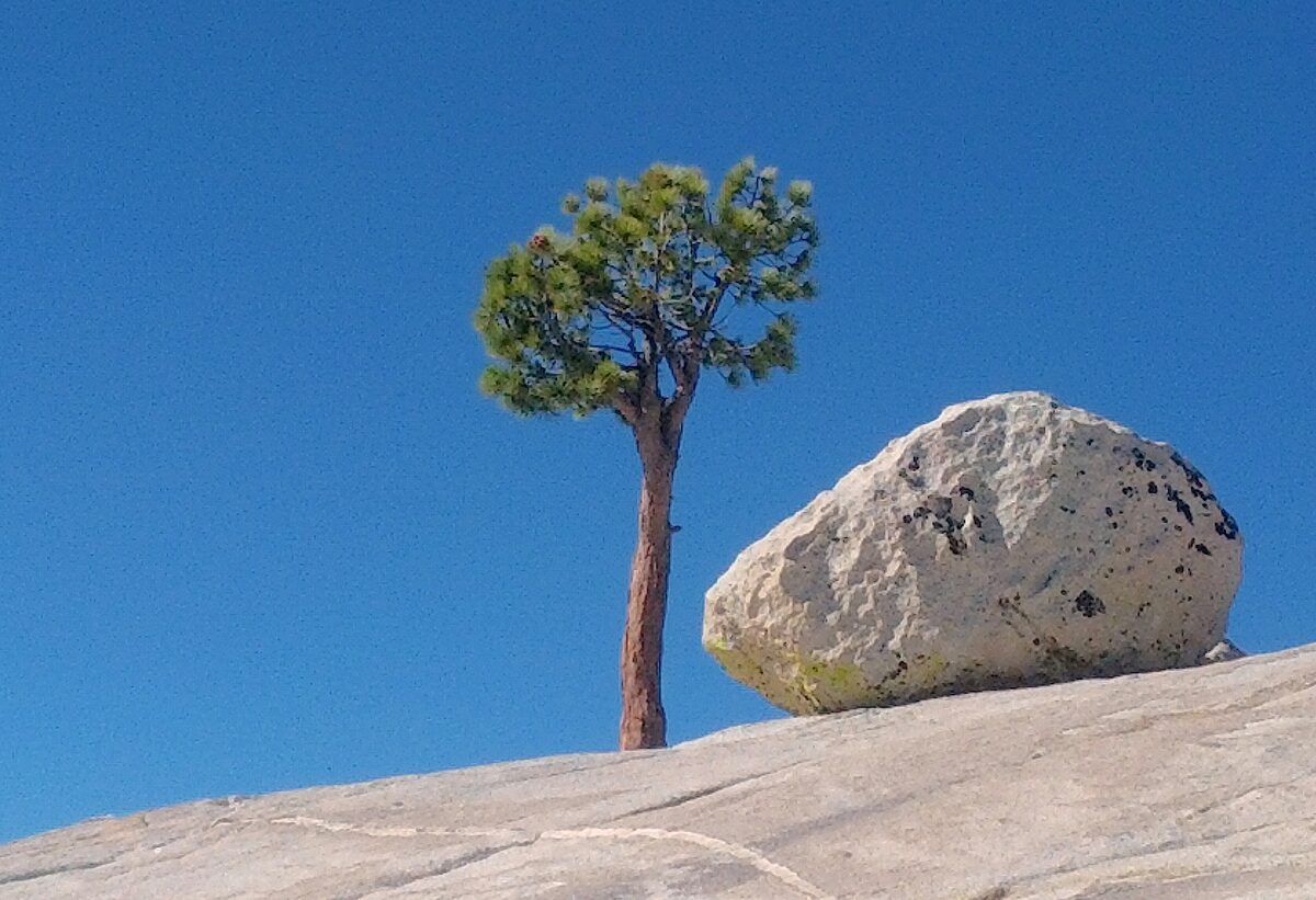 A Jeffrey pine beside a round glacial erratic on Olmsted Point granite