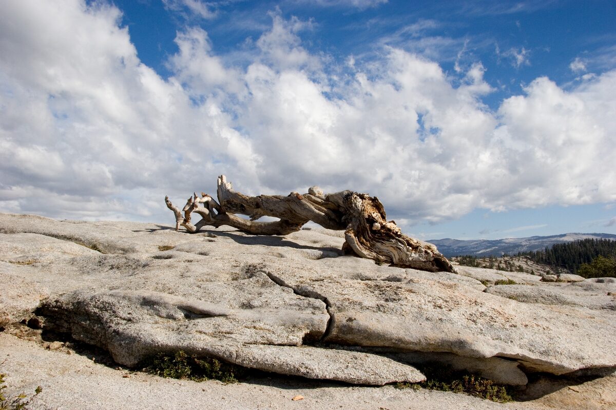 A weathered dead Jeffrey pine on bare granite atop Sentinel Dome