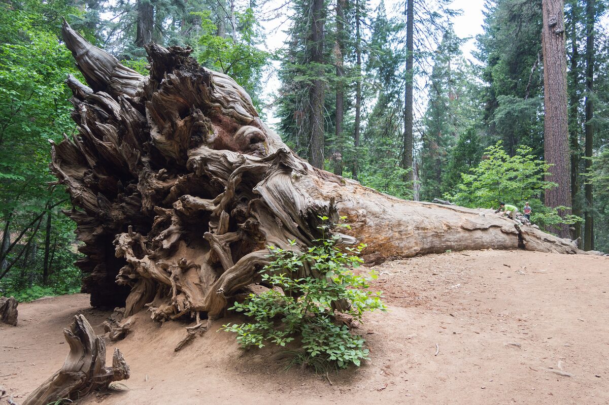 A fallen giant sequoia with its root ball in Tuolumne Grove