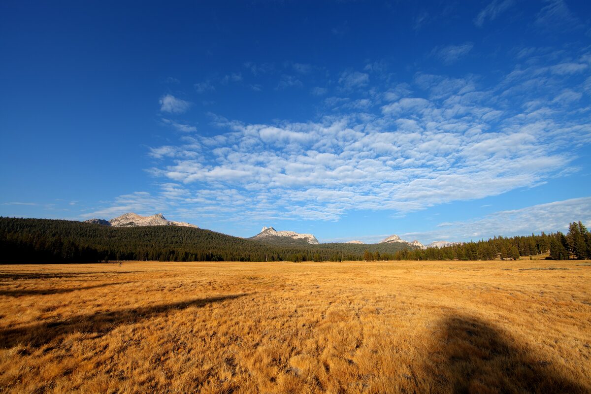Golden grass of Tuolumne Meadows under a wide blue sky