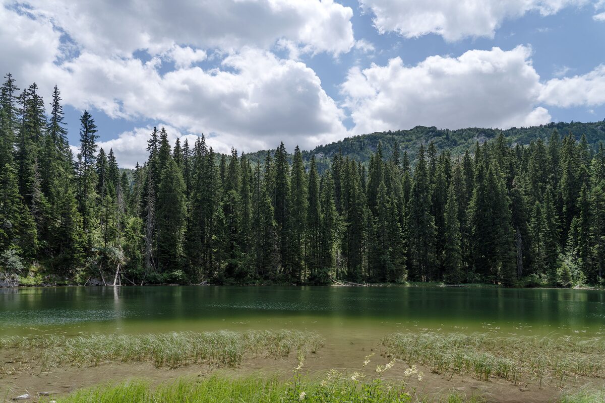 Zminje Lake, a green lake with reeds in the shallows and tall spruce forest along the far shore