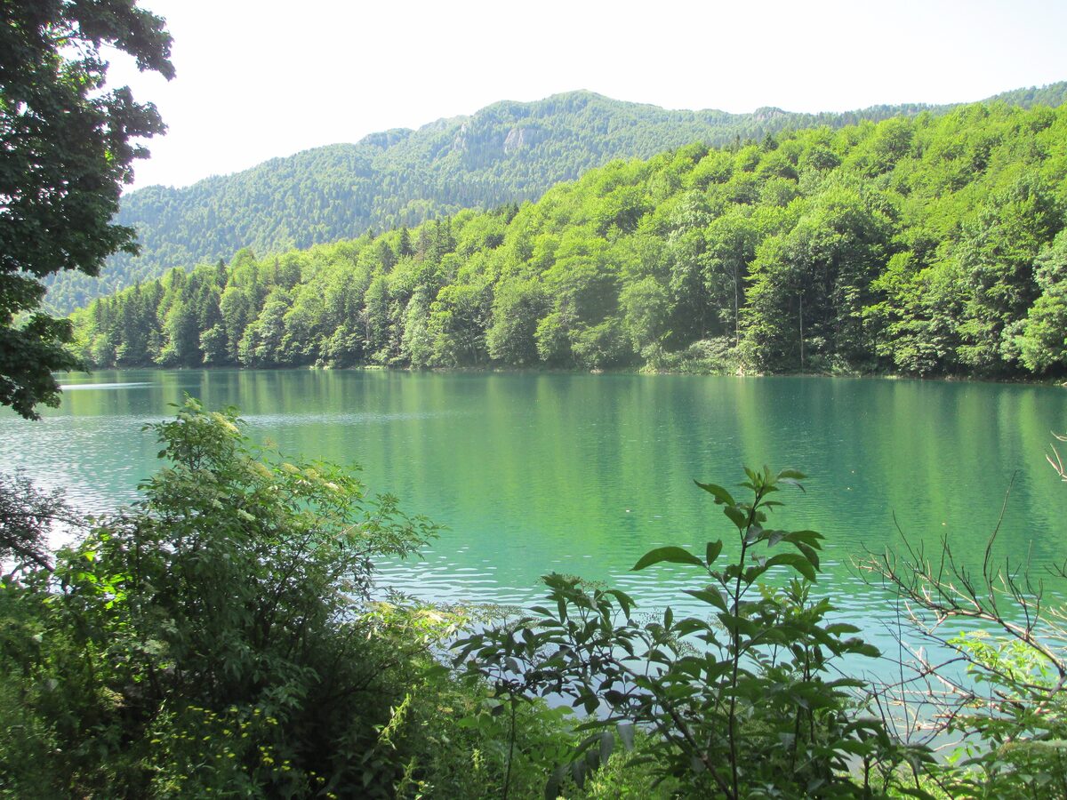 Biogradsko Lake, a green lake framed by tall spruce and beech forest on the mountain