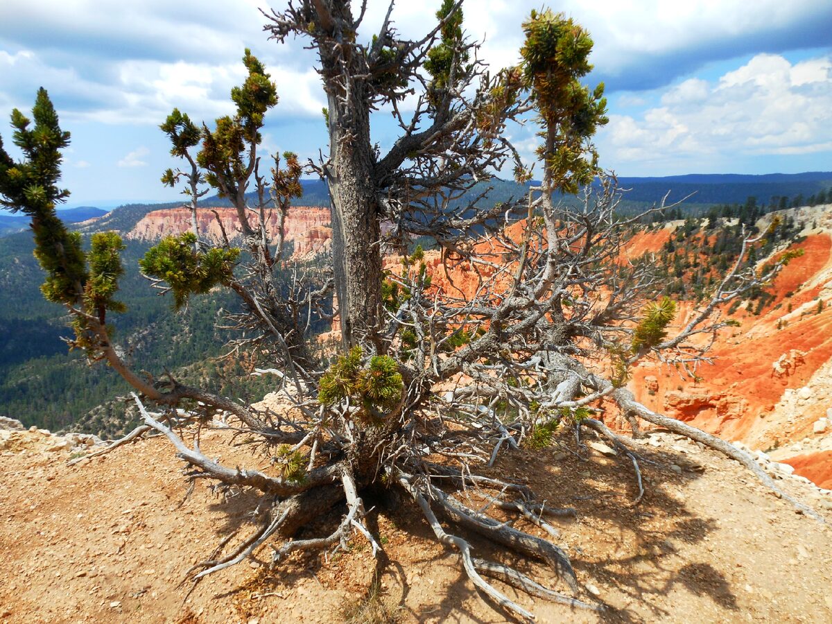 A gnarled bristlecone pine on the rim above Bryce hoodoos