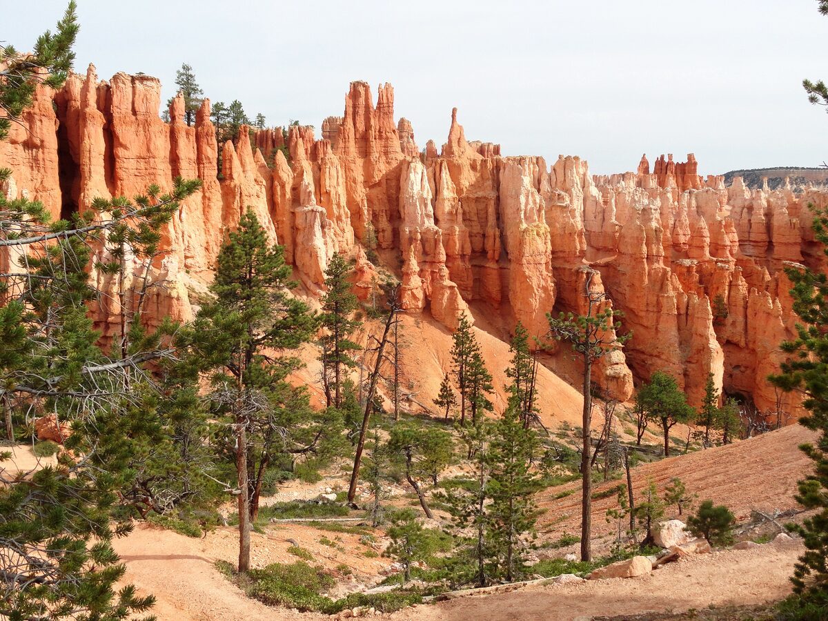 Orange hoodoo ranks and pines along the Peekaboo Loop