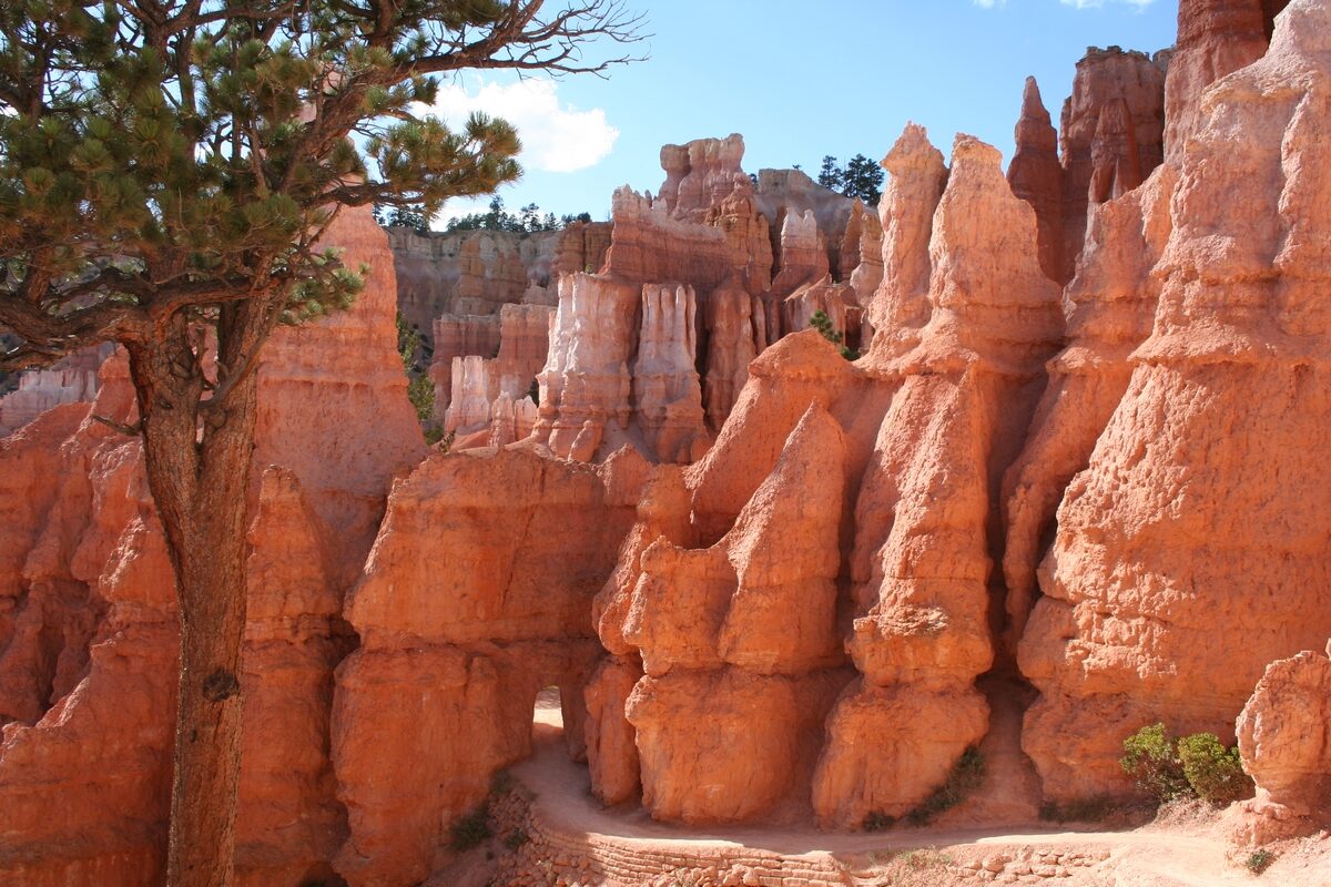 Orange hoodoos and a lone pine along Bryce's Queen's Garden trail