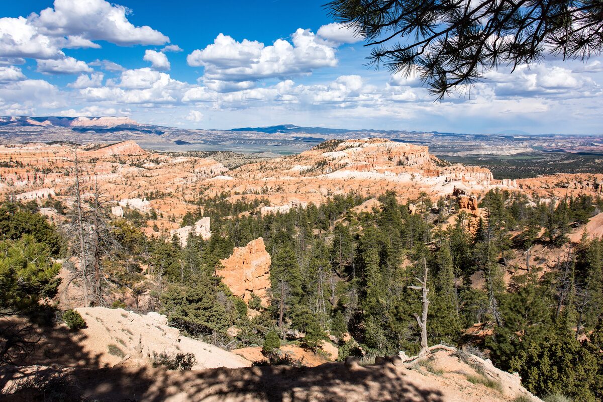 Wide view from Sunrise Point over pines and hoodoos under clouds