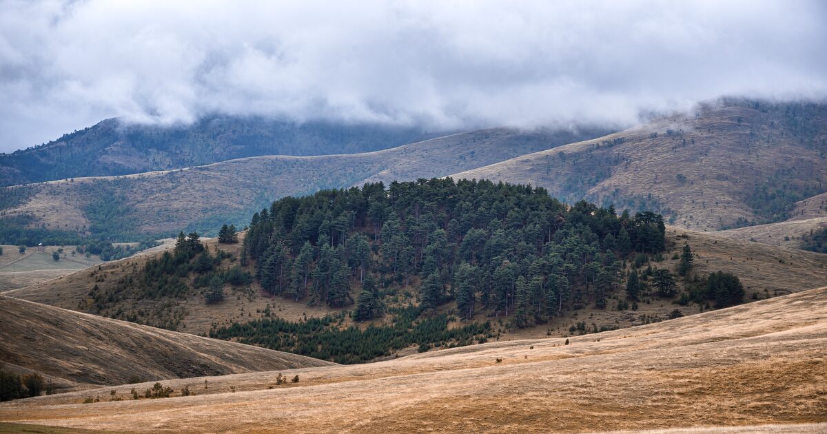 A dark grove of pines on a hill rising out of golden autumn meadows on Zlatibor, with low clouds over the ridges behind.