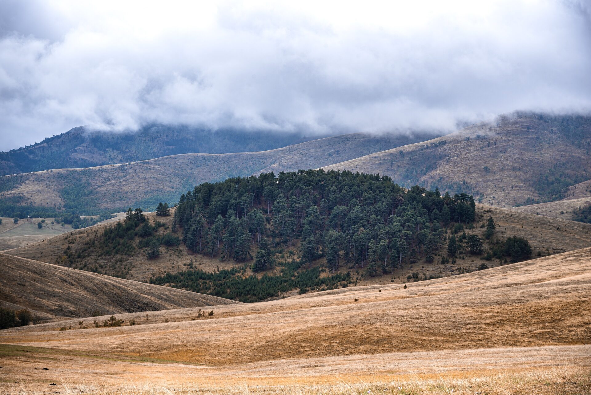 A dark grove of pines on a hill rising out of golden autumn meadows on Zlatibor, with low clouds over the ridges behind.