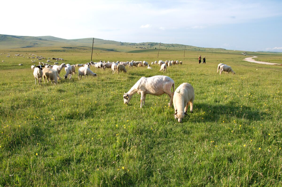 A flock of sheep grazing on the wide green grassland of the Pešter plateau, two shepherds in the distance under a pale sky.
