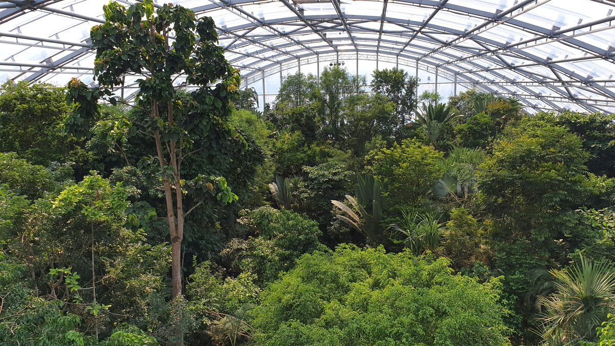 Tropical forest canopy seen from above inside the Masoala Rainforest Hall at Zoo Zürich, under a glass roof